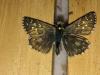 179572 – Photo : Limenitis78 – France (73)